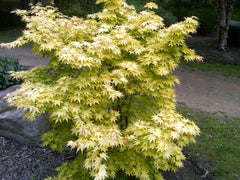 Acer palmatum 'Orange Dream' | Cultivar Spotlight