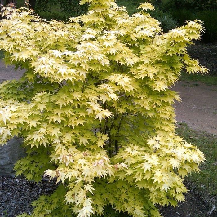 Acer palmatum 'Orange Dream' | Cultivar Spotlight