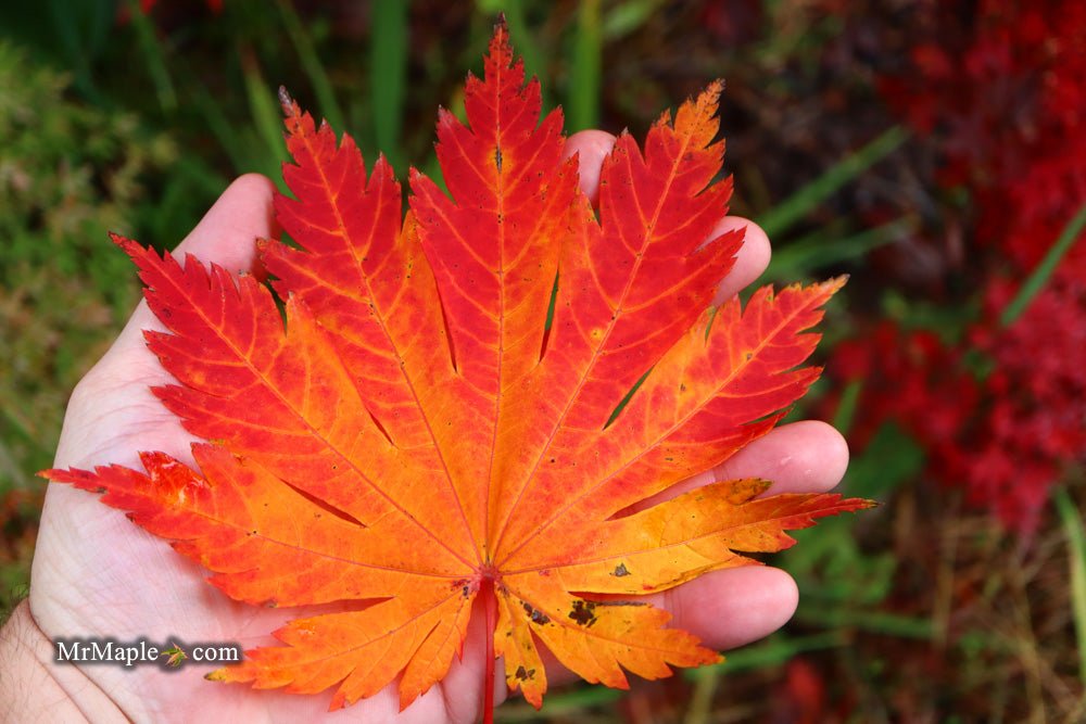 Acer japonicum 'Yama Kage': The Crown Jewel of Japanese Maples