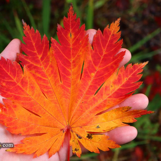 Acer japonicum 'Yama Kage': The Crown Jewel of Japanese Maples