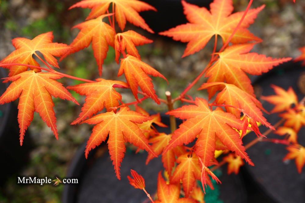 Discovering 'Kristin's Star' Japanese Maple: A Bonsai Enthusiast's Dream