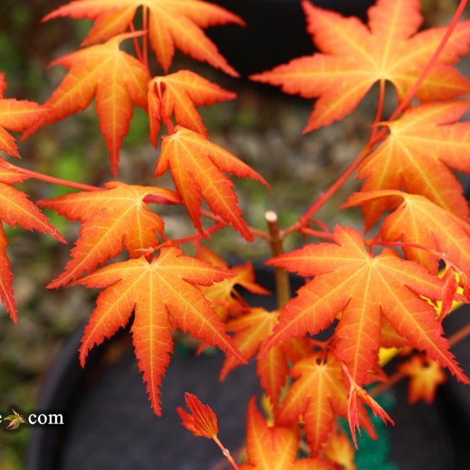 Discovering 'Kristin's Star' Japanese Maple: A Bonsai Enthusiast's Dream