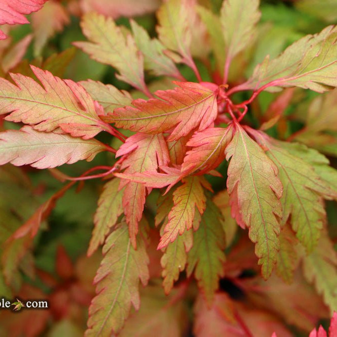 Acer palmatum 'Verkade's Jacus Potus' | Cultivar Spotlight