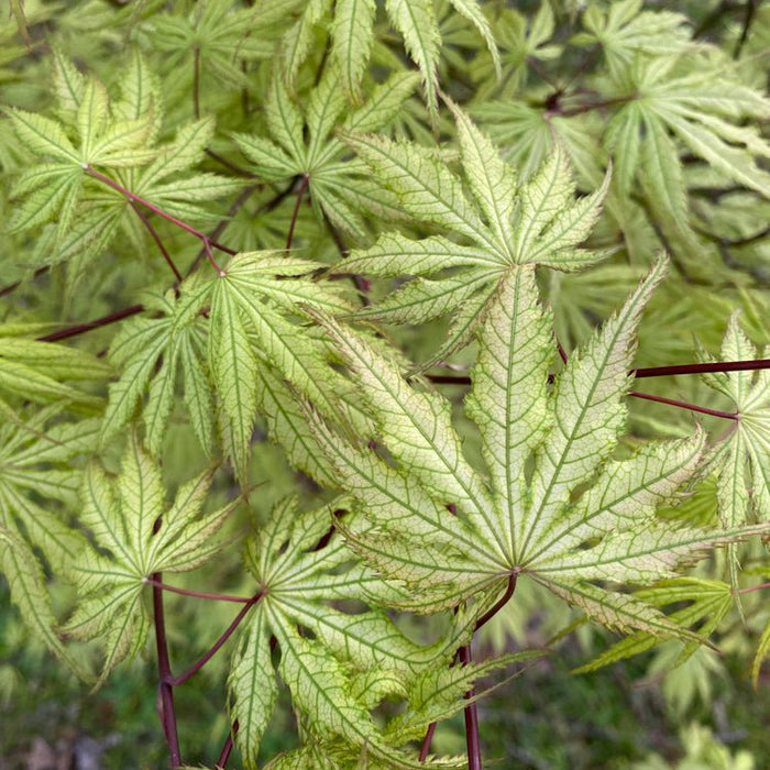 Acer palmatum 'Grandma Ghost' | Cultivar Spotlight