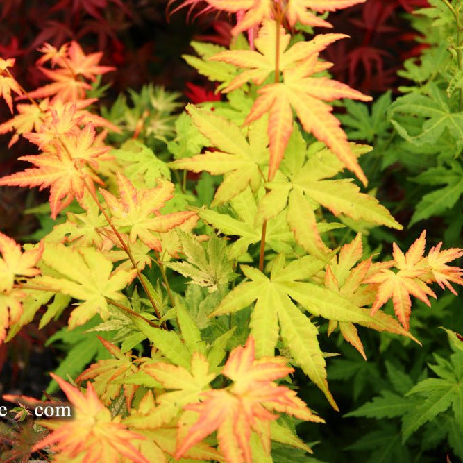 Discovering the Stunning Acer palmatum 'Orange Dream': A Must-Have Japanese Maple