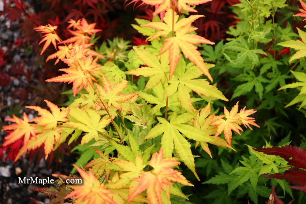 Discovering the Stunning Acer palmatum 'Orange Dream': A Must-Have Japanese Maple