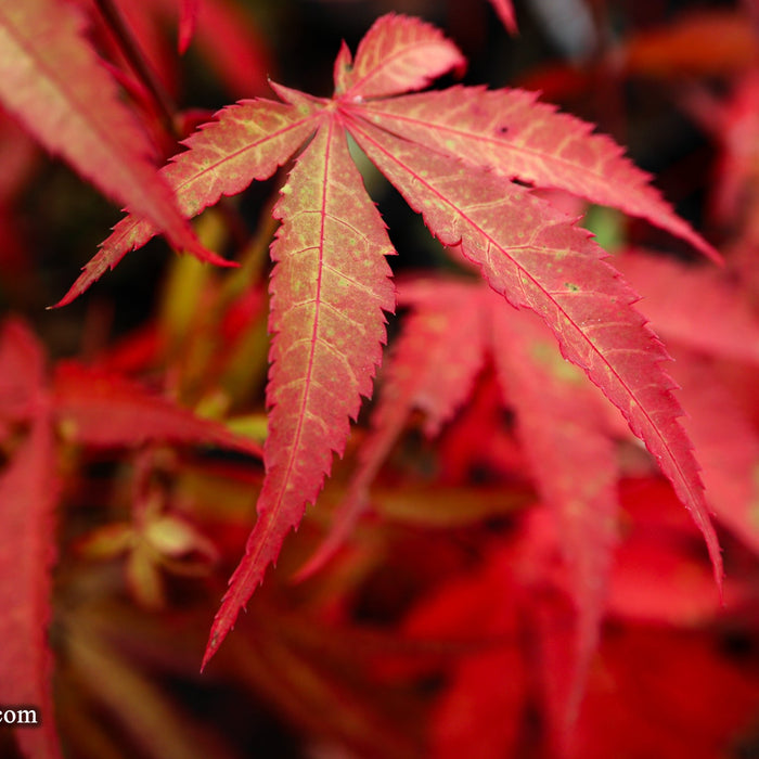 Acer palmatum 'Kashmir' | Cultivar Spotlight