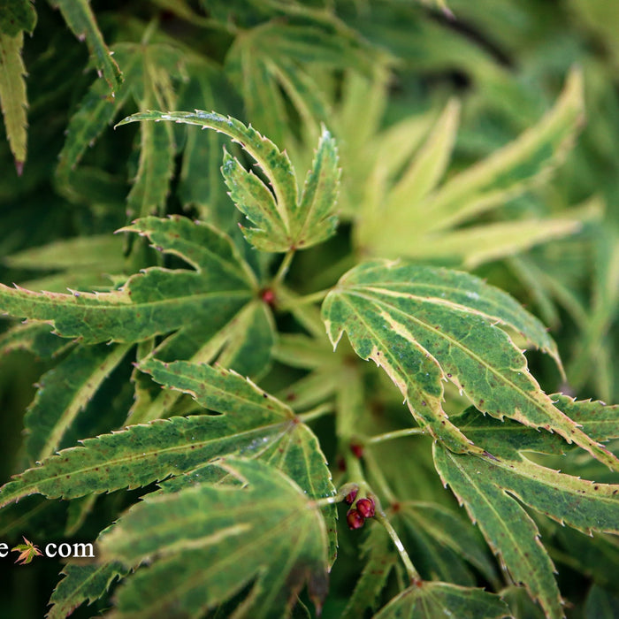 Understanding the Variegation of Acer palmatum Kryptonite™: A Deep Dive into Its Growth Stages