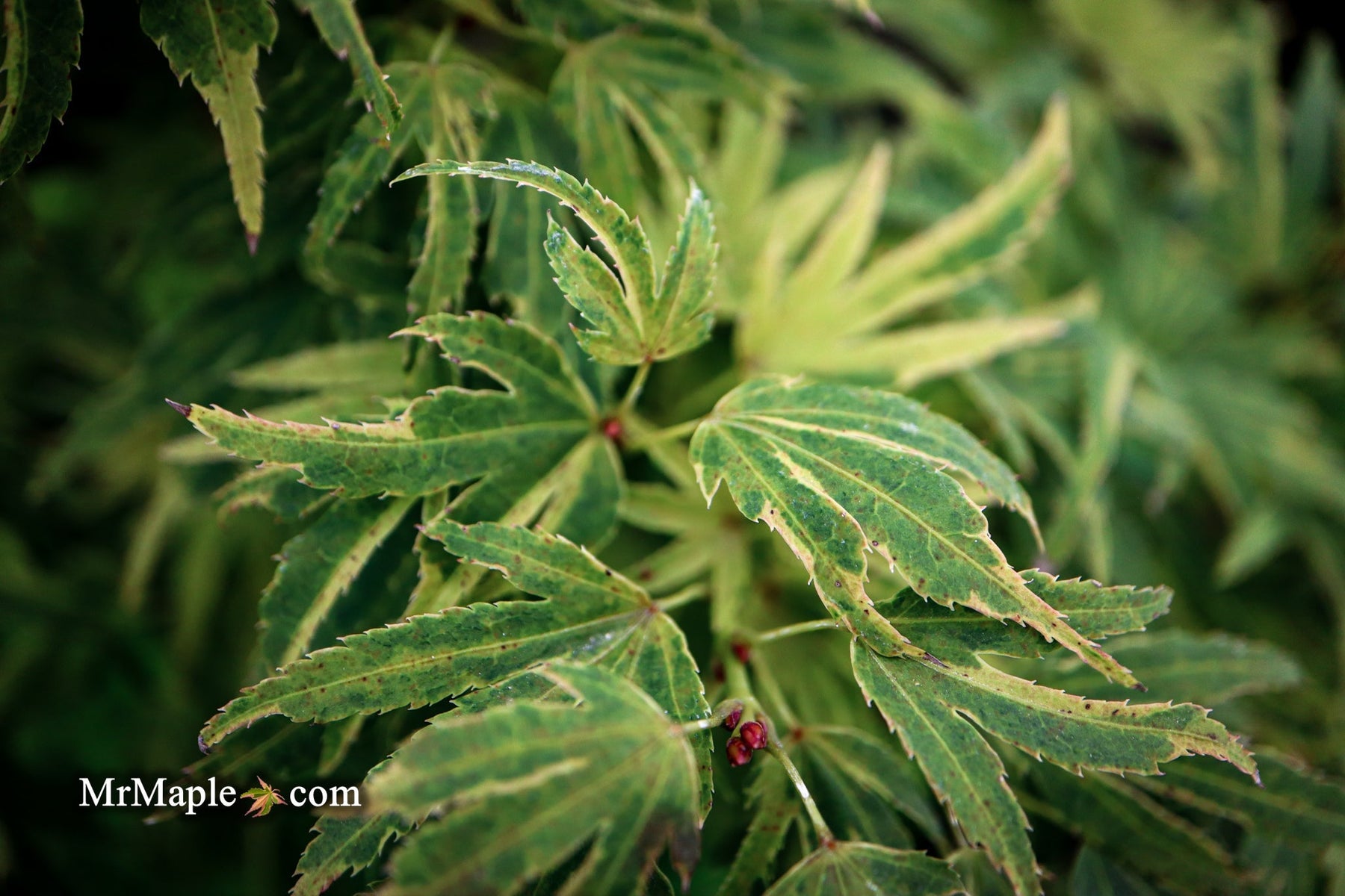 Understanding the Variegation of Acer palmatum Kryptonite™: A Deep Dive into Its Growth Stages