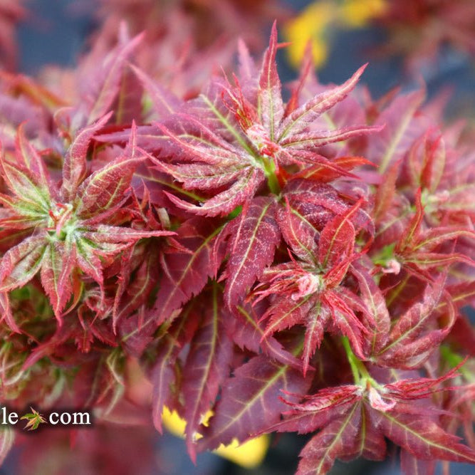 Discover the Charm of Acer palmatum 'Kurenai Jishi': The Red Lion Japanese Maple