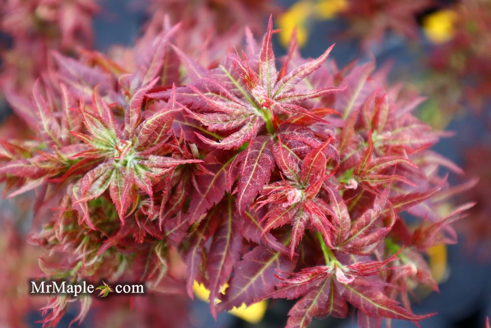 Discover the Charm of Acer palmatum 'Kurenai Jishi': The Red Lion Japanese Maple