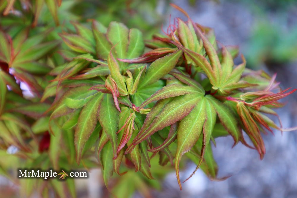 Exploring Acer palmatum 'Koi': The Stunning Dwarf Japanese Maple
