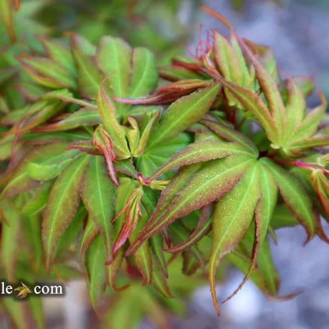 Exploring Acer palmatum 'Koi': The Stunning Dwarf Japanese Maple