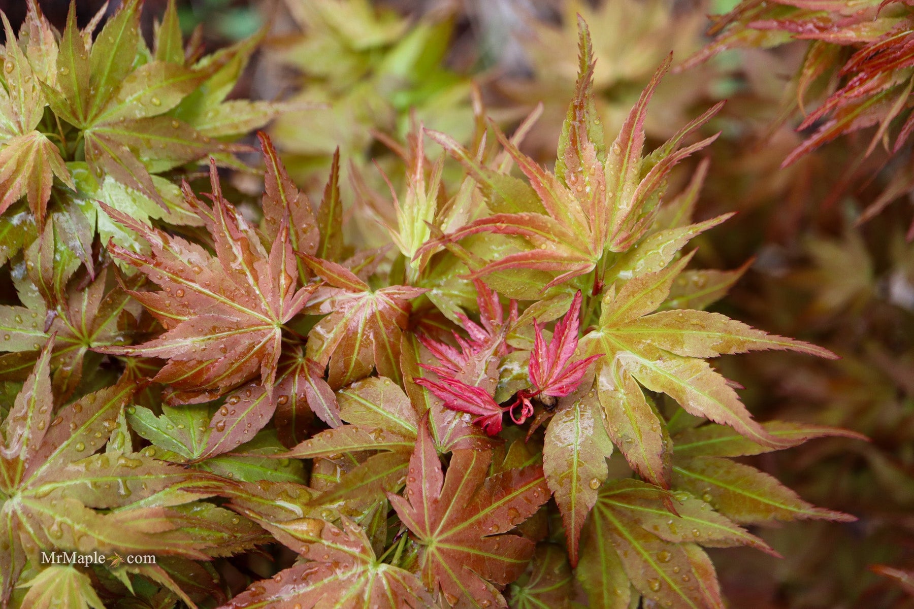 Discovering the Acer palmatum 'Nemo': The Perfect Miniature Japanese Maple