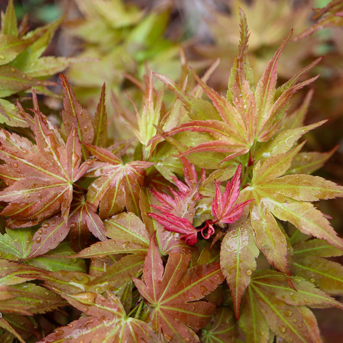 Discovering the Acer palmatum 'Nemo': The Perfect Miniature Japanese Maple