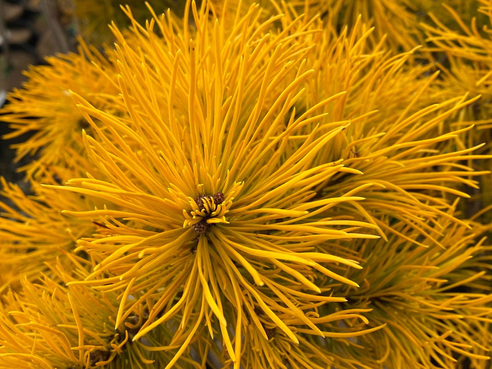 Pinus mugo 'Carstens’ | Cultivar Spotlight