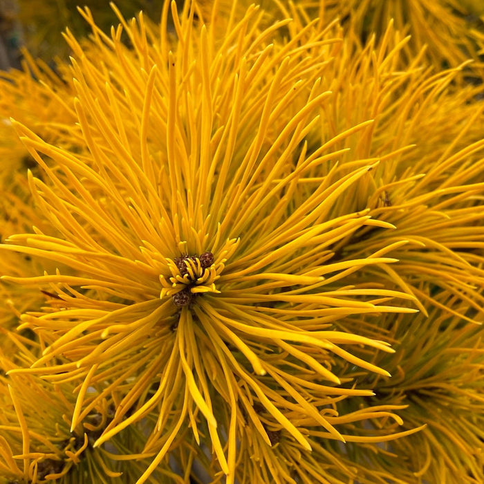 Pinus mugo 'Carstens’ | Cultivar Spotlight