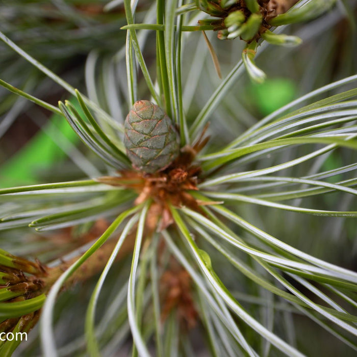 Pinus parviflora 'Gimborne's Ideal' | Cultivar Spotlight