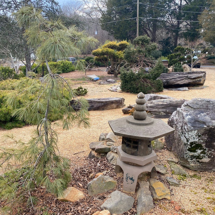 Pinus strobus 'Angel Falls' | Cultivar Spotlight