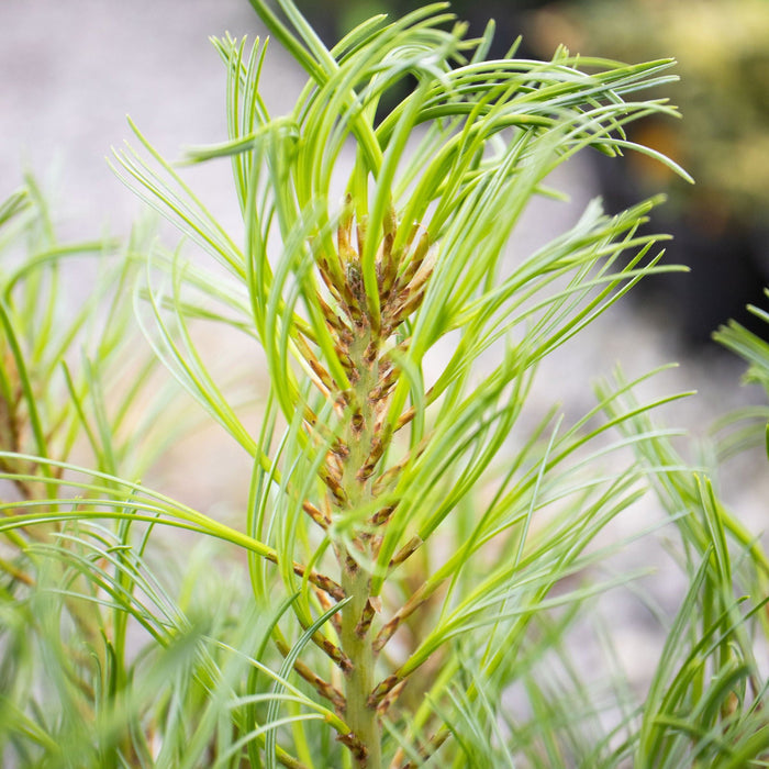 Pinus strobus 'Curly Globe' | Cultivar Spotlight
