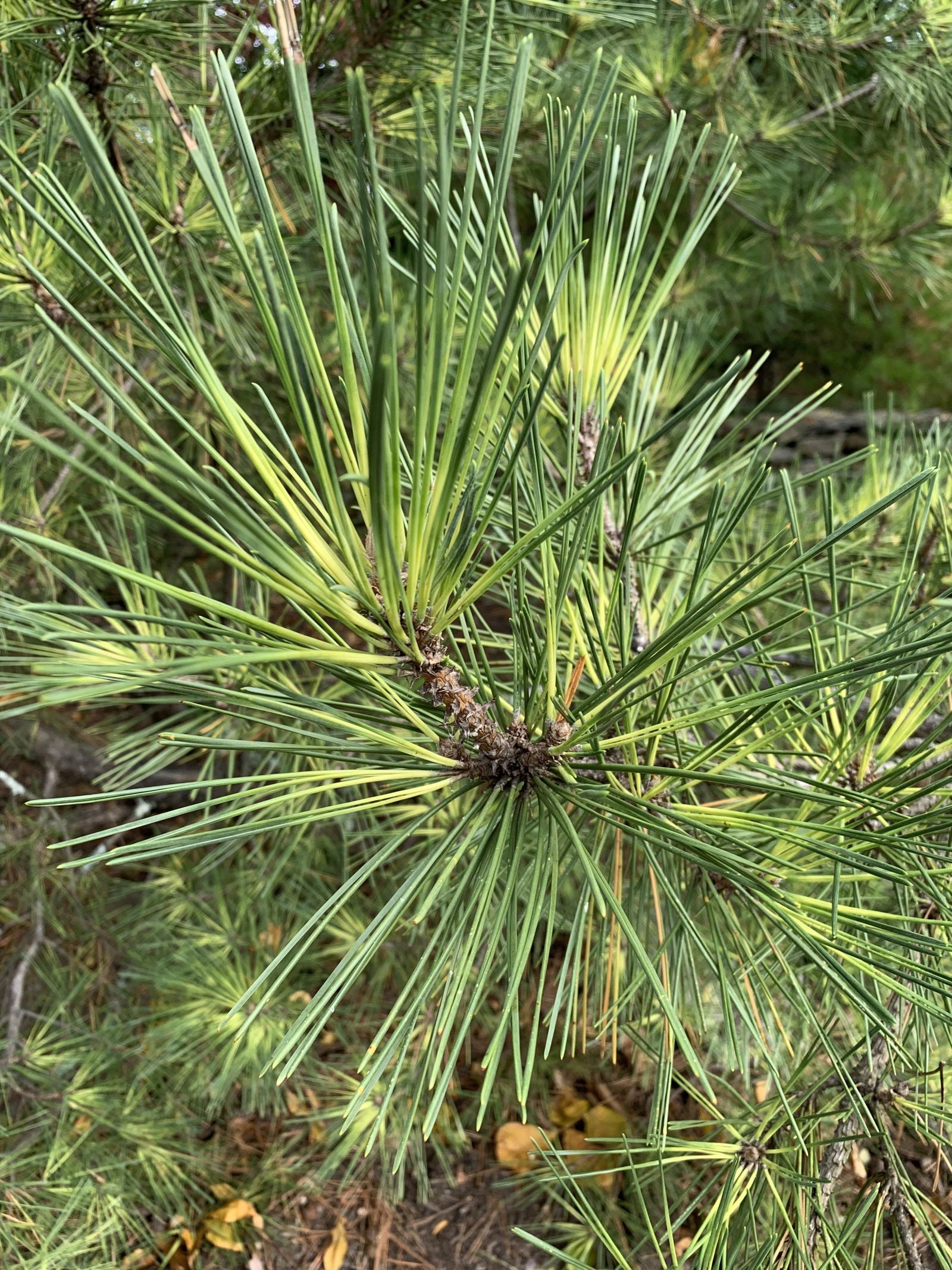 Pinus thunbergii 'Oculus Draconis' | Cultivar Spotlight