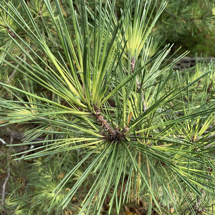 Pinus thunbergii 'Oculus Draconis' | Cultivar Spotlight