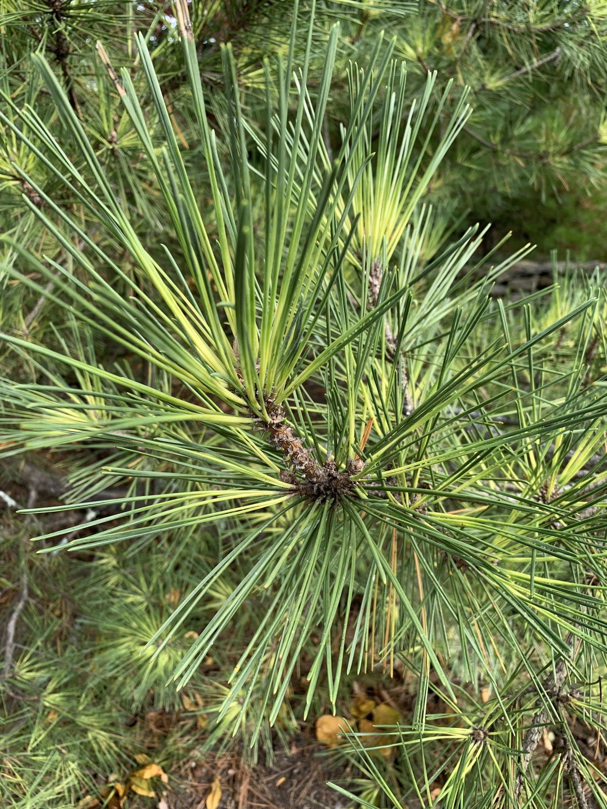 Oculus Tree Pinus thunbergii 'Oculus Draconis' | Cultivar Spotlight — Mr Maple ...