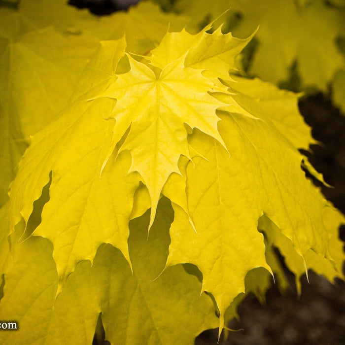 A deep dive into Acer platanoides 'Princeton Gold' Golden Norway Maple