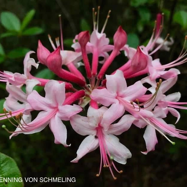 Rhododendron canescens Native Azalea | Cultivar Spotlight