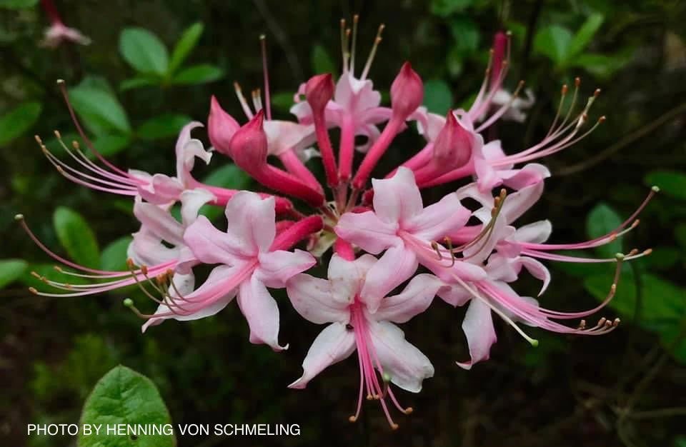 Rhododendron canescens Native Azalea | Cultivar Spotlight