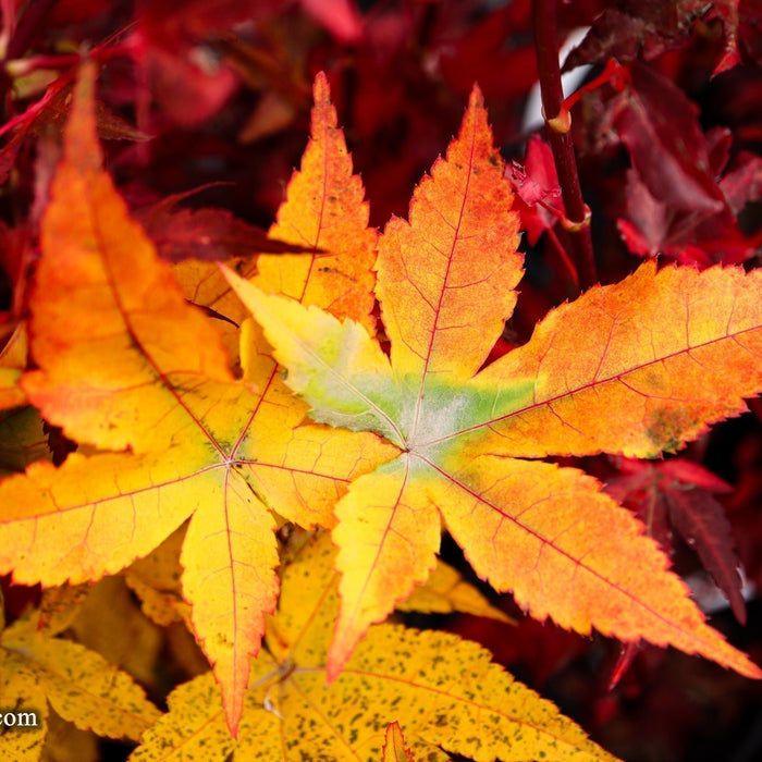 Acer palmatum 'Satsuki beni' | Cultivar Spotlight