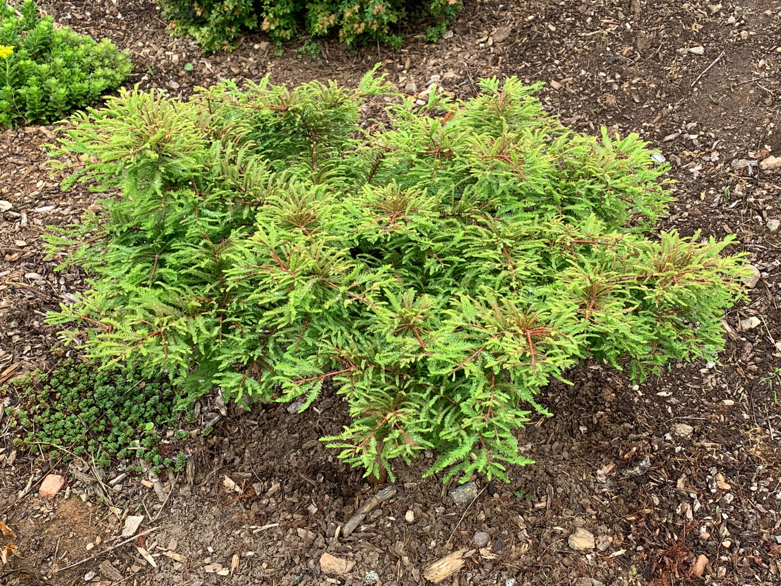 Explore the Gee Whiz: A Unique Dwarf Bald Cypress for Your Garden
