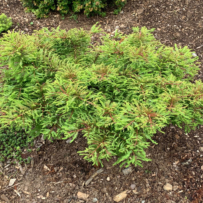Explore the Gee Whiz: A Unique Dwarf Bald Cypress for Your Garden