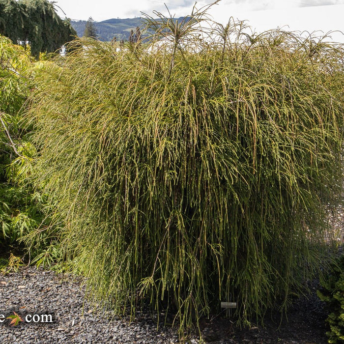 Thuja plicata 'Whipcord' | Cultivar Spotlight