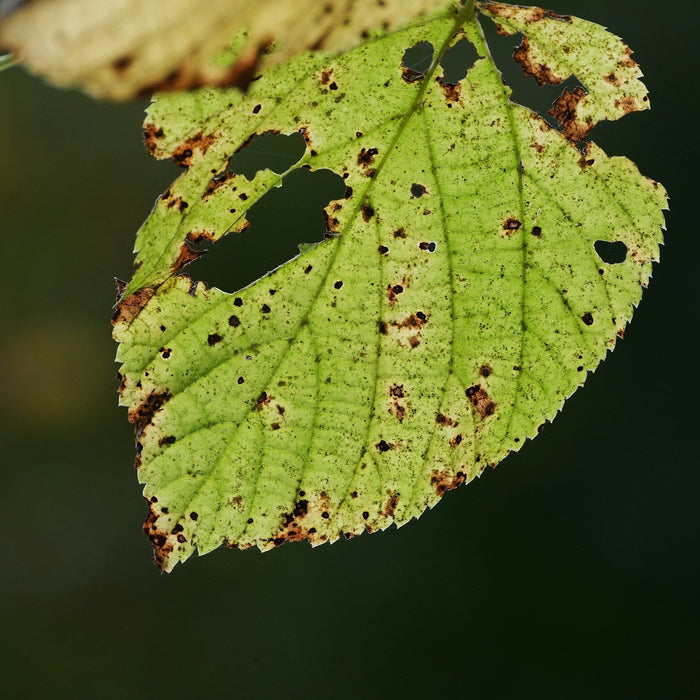 Effective Solutions for Controlling Aphids on Japanese Maples