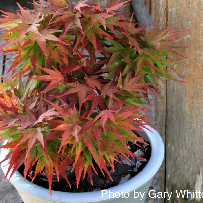 Acer palmatum 'Mikawa yatsubusa' | Cultivar Spotlight