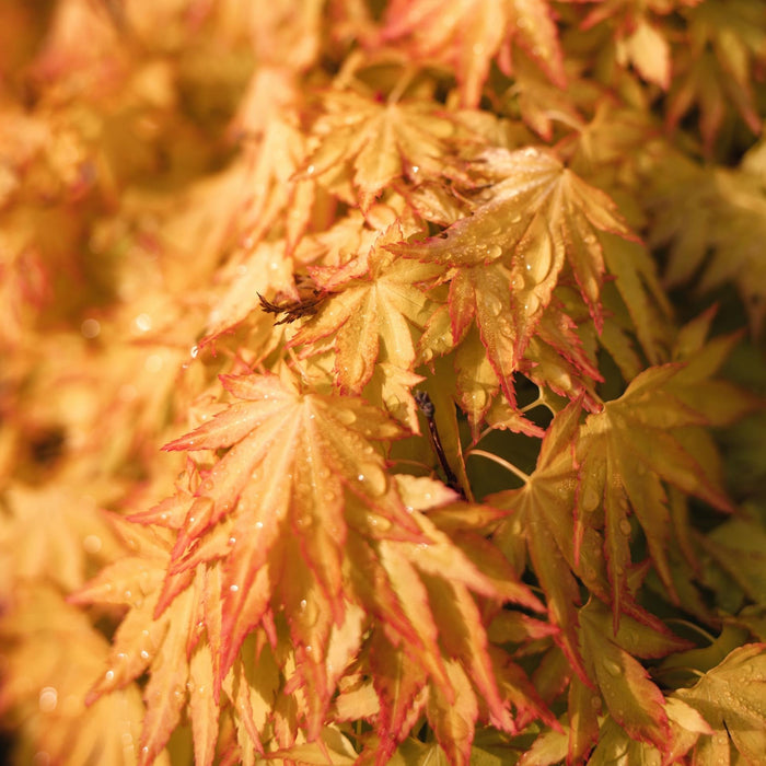 How to Revive Your Japanese Maples After Drying Out