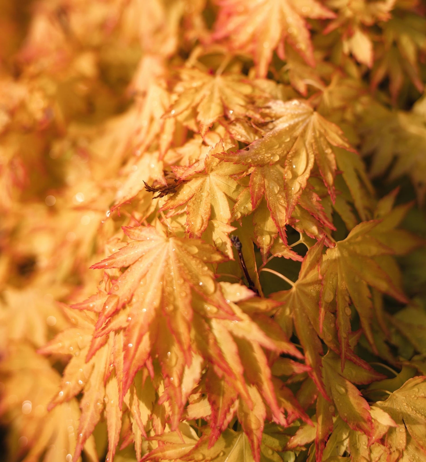 How to Revive Your Japanese Maples After Drying Out