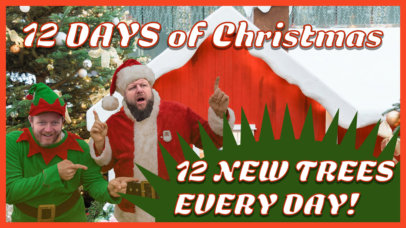 🎄 MrMaple’s 12 Trees of Christmas 🎄