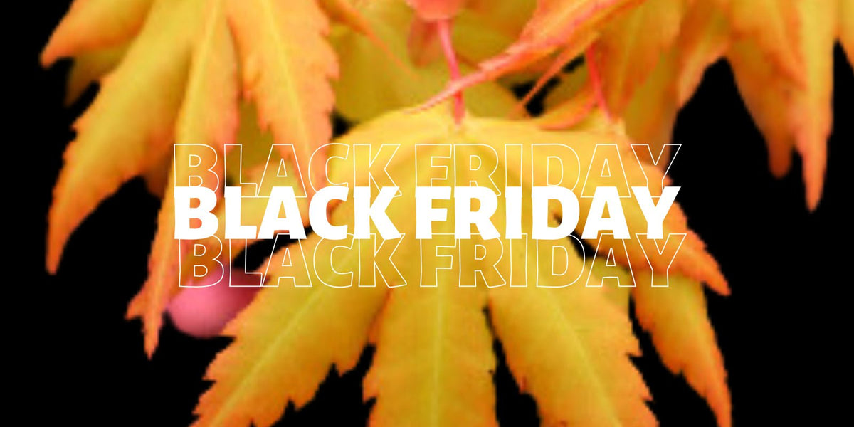 2025 Black Friday Sale — Page 7 — Mr Maple │ Buy Japanese Maple Trees
