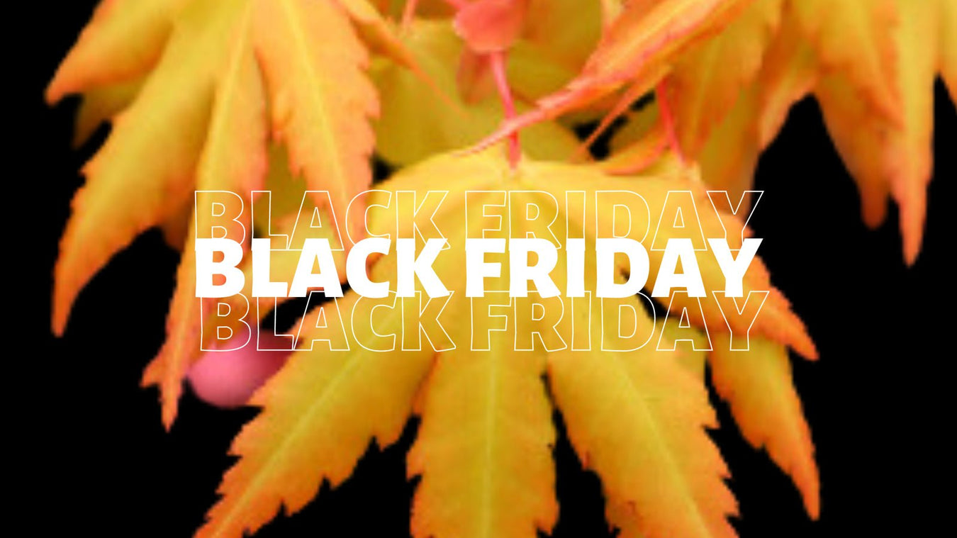 2024 Black Friday Sale - Mr Maple │ Buy Japanese Maple Trees