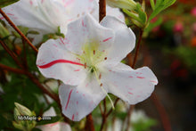 Buy Azaleas