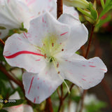 Azaleas