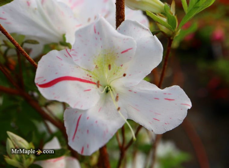 Buy Azaleas