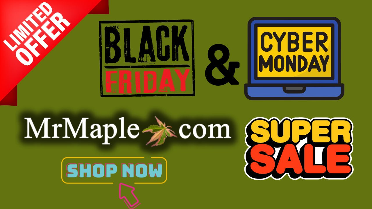 BLACK FRIDAY SALES ON PLANTS - Mr Maple │ Buy Japanese Maple Trees