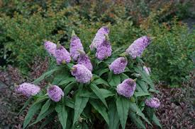 Buy Butterfly Bushes - Mr Maple │ Buy Japanese Maple Trees