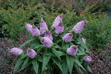Buy Butterfly Bushes - Mr Maple │ Buy Japanese Maple Trees