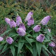 Butterfly Bushes