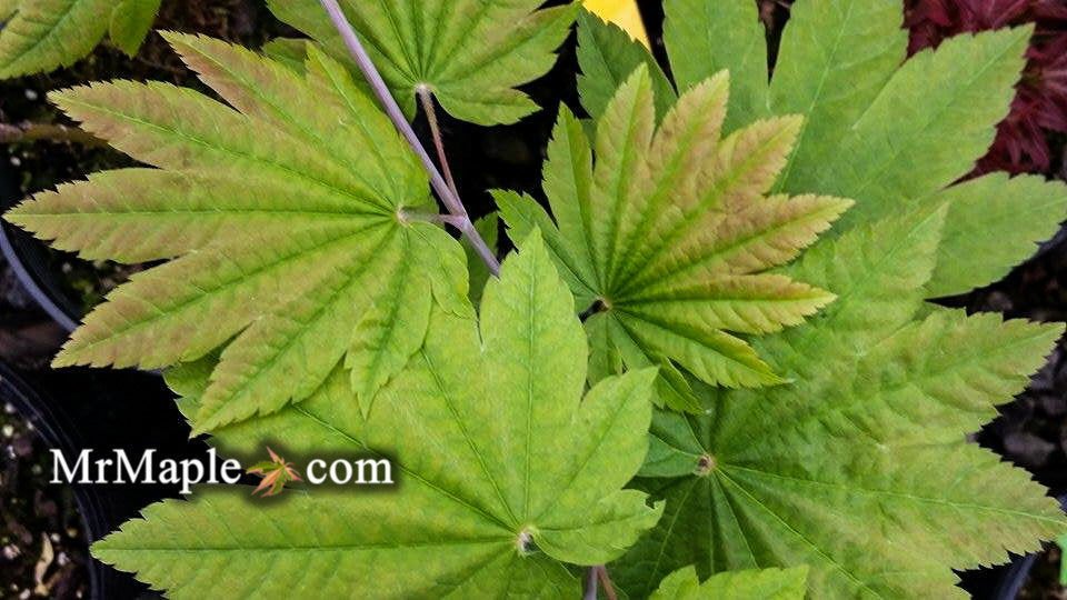 Buy Acer japonicum Full Moon Japanese Maple - Mr Maple │ Buy Japanese Maple Trees