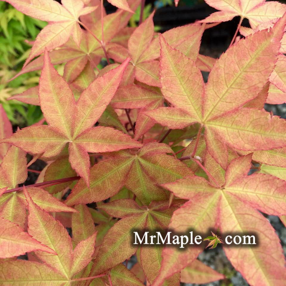 Buy Acer palmatum Japanese Maple - Mr Maple │ Buy Japanese Maple Trees